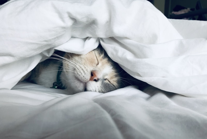 ADHD vs. Sleep Deprivation: Why Your Brain Fog Might Not Be ADHD